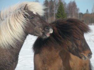 lahjakortti ratsastus ja yöpyminen